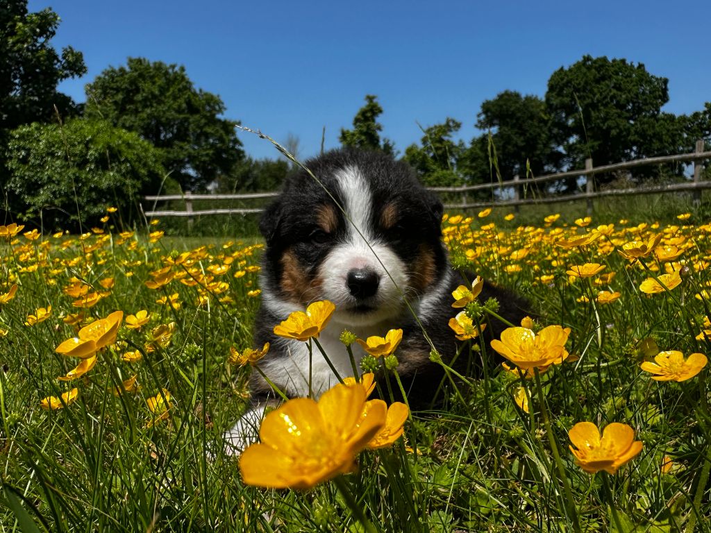 des dolmens d'An Arvor - Chiots disponibles - Berger Australien