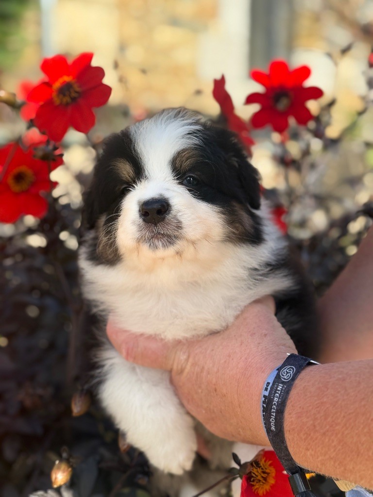 des dolmens d'An Arvor - Chiots disponibles - Berger Australien