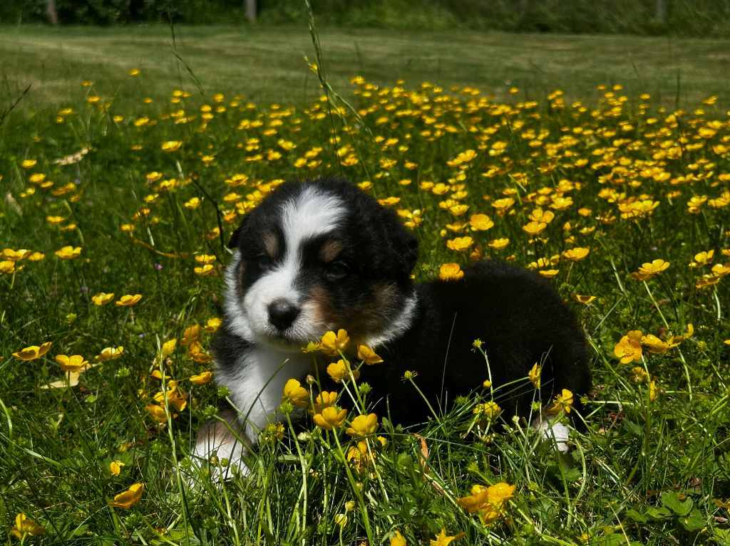des dolmens d'An Arvor - Chiots disponibles - Berger Australien